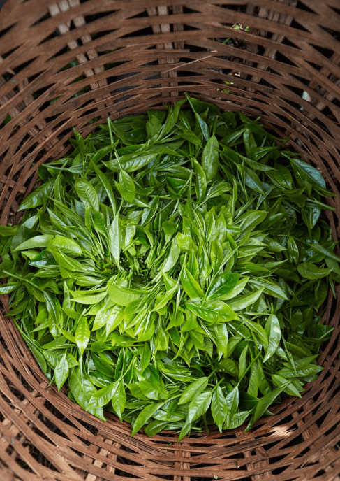Freshly picked tea leaves viewed inside a woven bamboo basket
