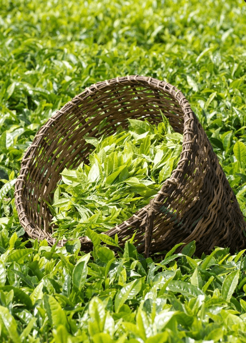 A woven harvest basket filled with fresh tea leaves in a tea garden