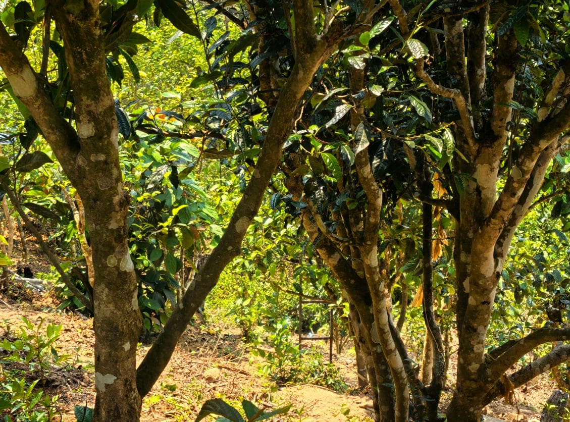 Ancient tea trees growing among forest undergrowth in Pasha, Menghai