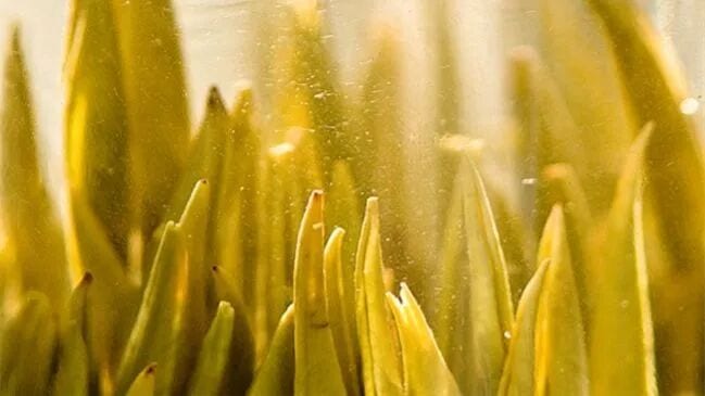 Tea buds standing upright in a glass of pale yellow infusion