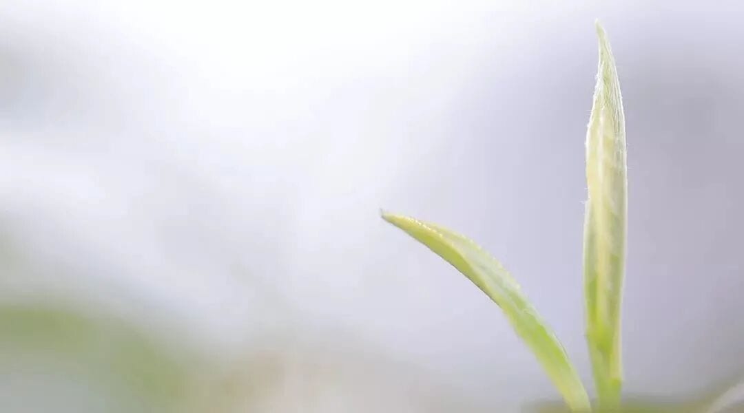 Tender green tea bud against a soft natural background