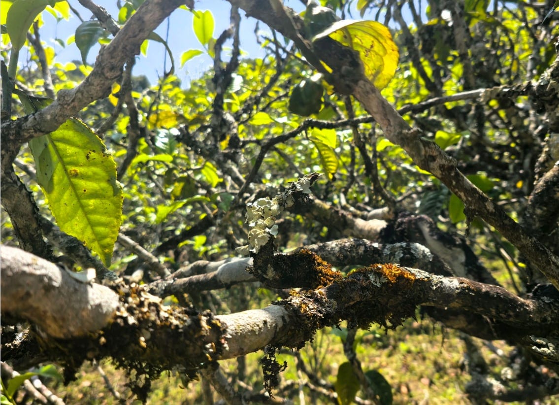 A lichen-covered branch of an old tea tree in the Jingmai mountain gardens