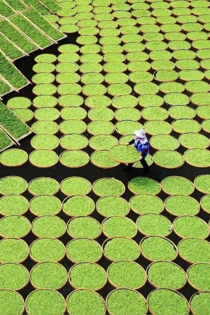 Choosing a Private-Label Tea Supplier: Seven Questions for the First Conversation