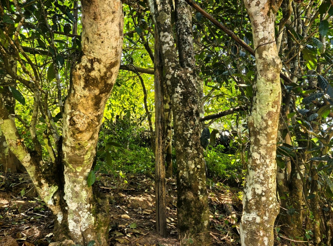 Old tea trees with lichen-covered trunks in the Xigui area of Lincang