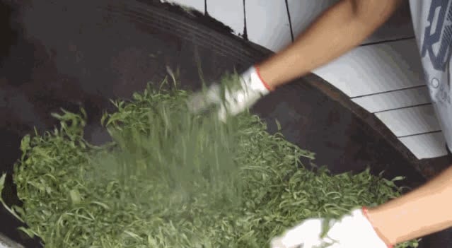 Tea leaves being turned by hand in a hot wok during fixing