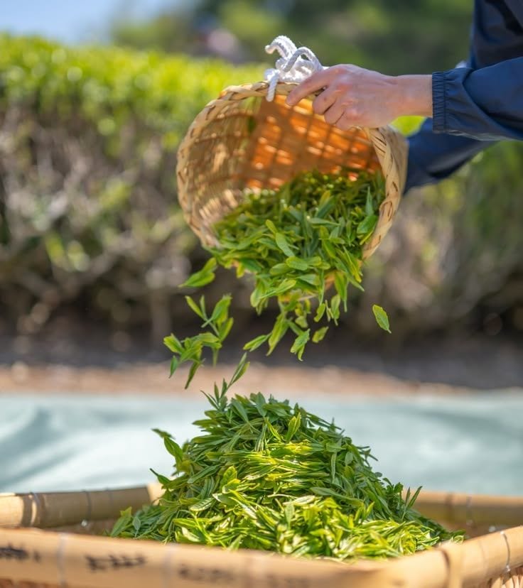 Supplying Yunnan Tea Under Your Own Brand: What We Produce and What You Decide