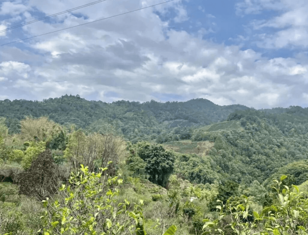 Forested tea-growing mountains around Yangta Old Village under a cloud-filled blue sky