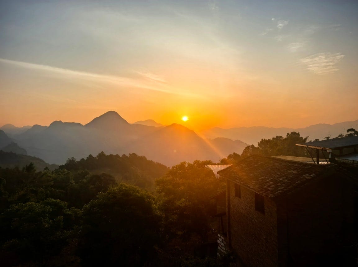 Yunnan Mountain Tea Panorama 2026: The Full Data Release