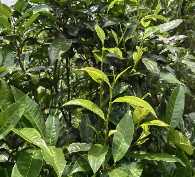 Jingmai Great Village Ancient-Tree Ripe Pu-erh
