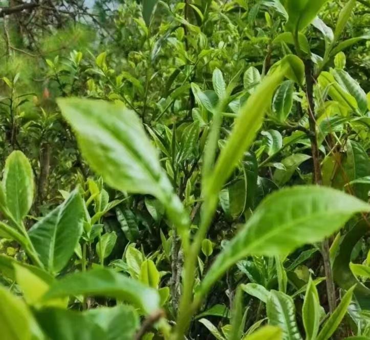 Yunnan Mountain Selection Ancient-Tree Raw Pu-erh (Loose)