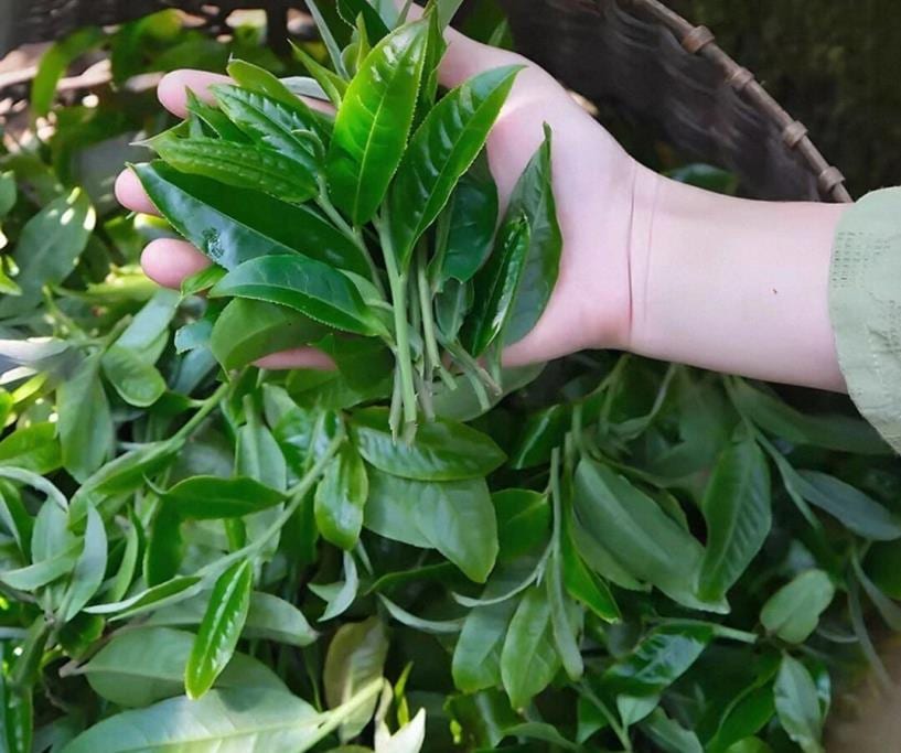 Hand-picked fresh leaf from the Pasha Rhino Pond gardens